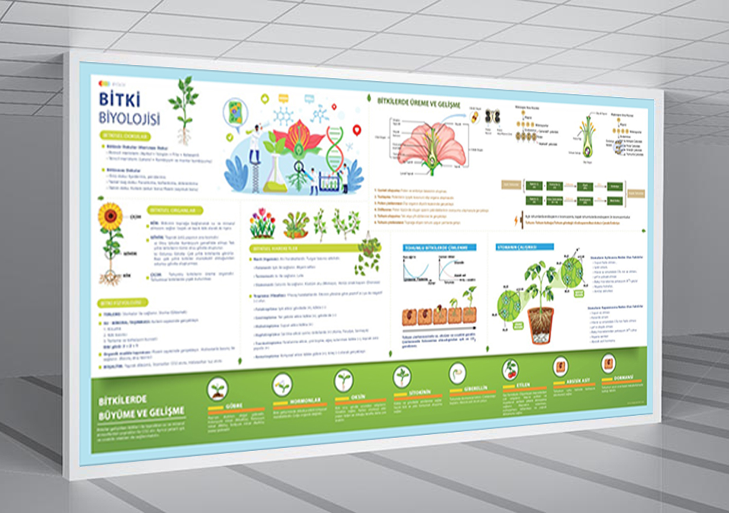 Bitki Biyolojisi Okul Posteri