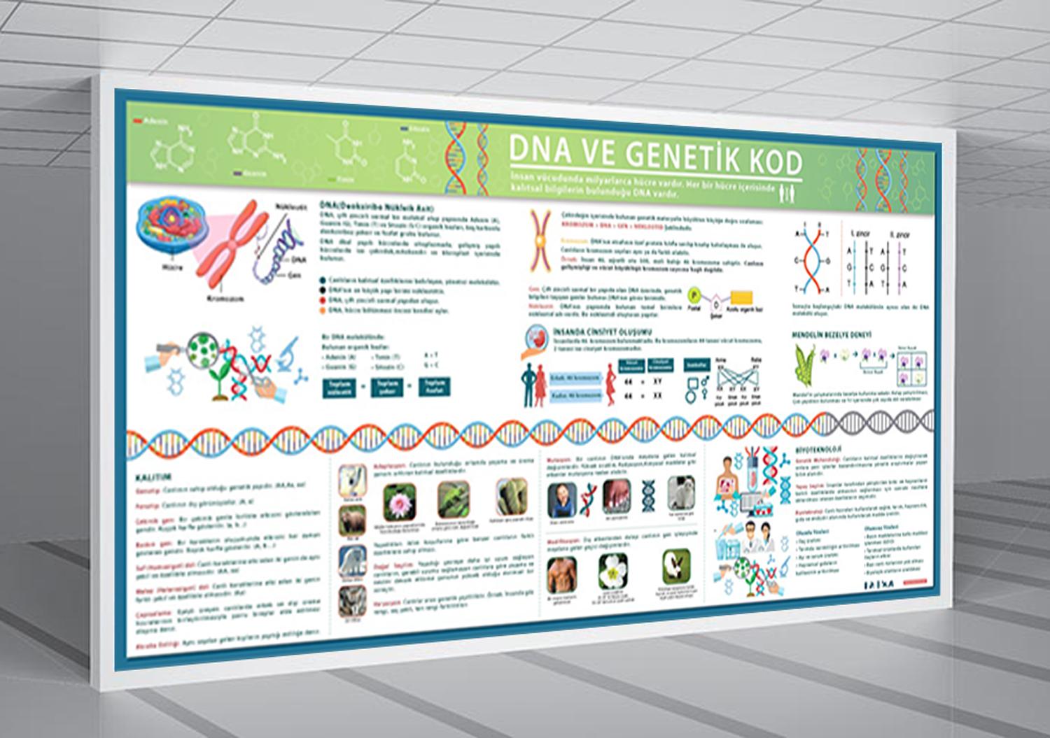 Dna ve Genetik Kod Biyoloji Posteri