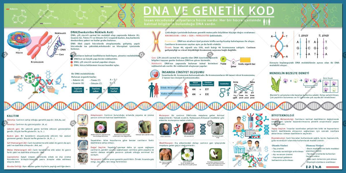 Dna ve Genetik Kod Biyoloji Posteri