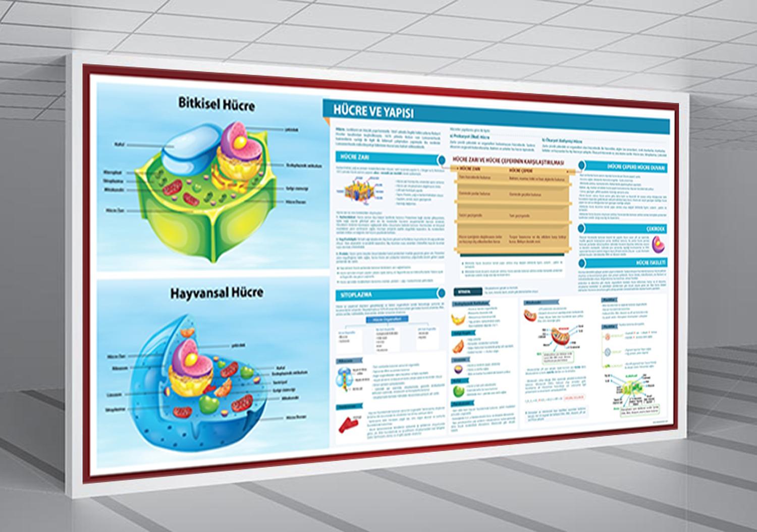  Hücre ve Yapısı Biyoloji Posteri