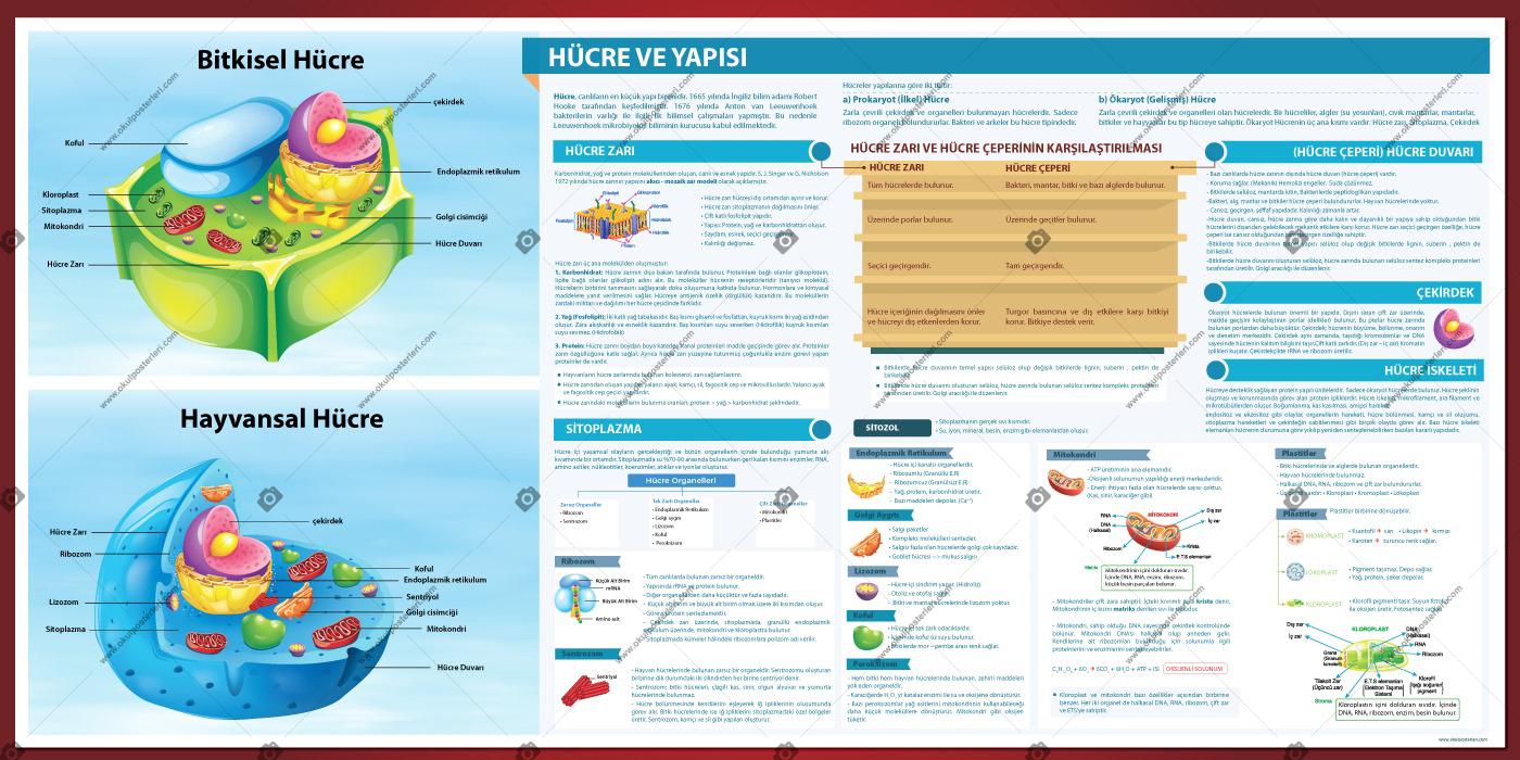  Hücre ve Yapısı Biyoloji Posteri